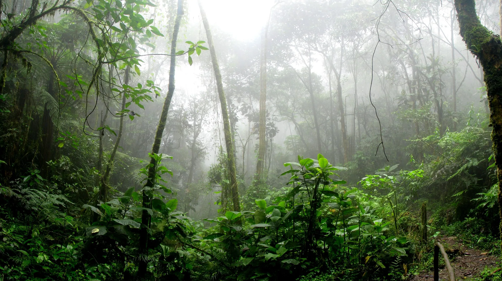 Cloud drifting through the forest at eye level