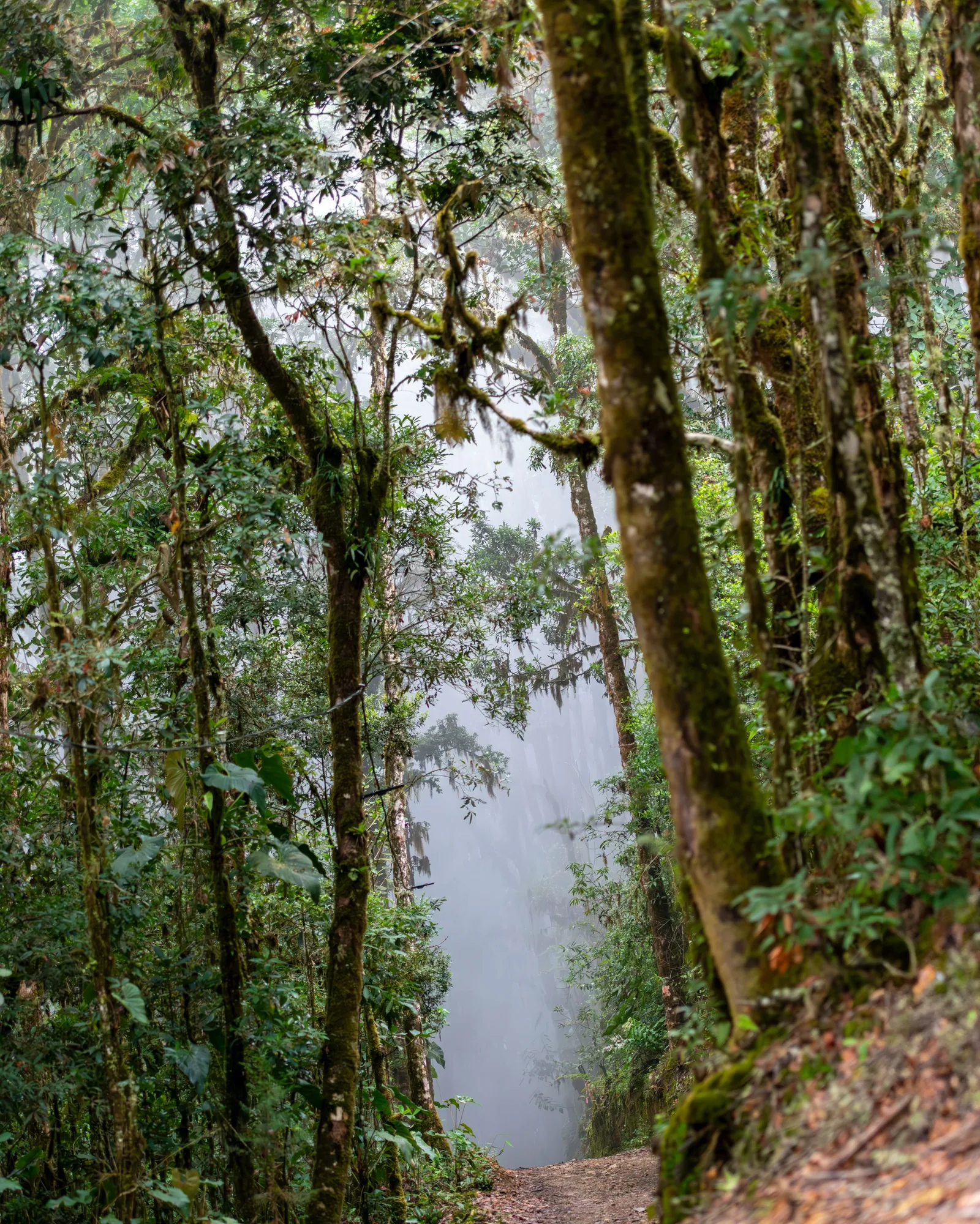 Moss-covered trees along the trail