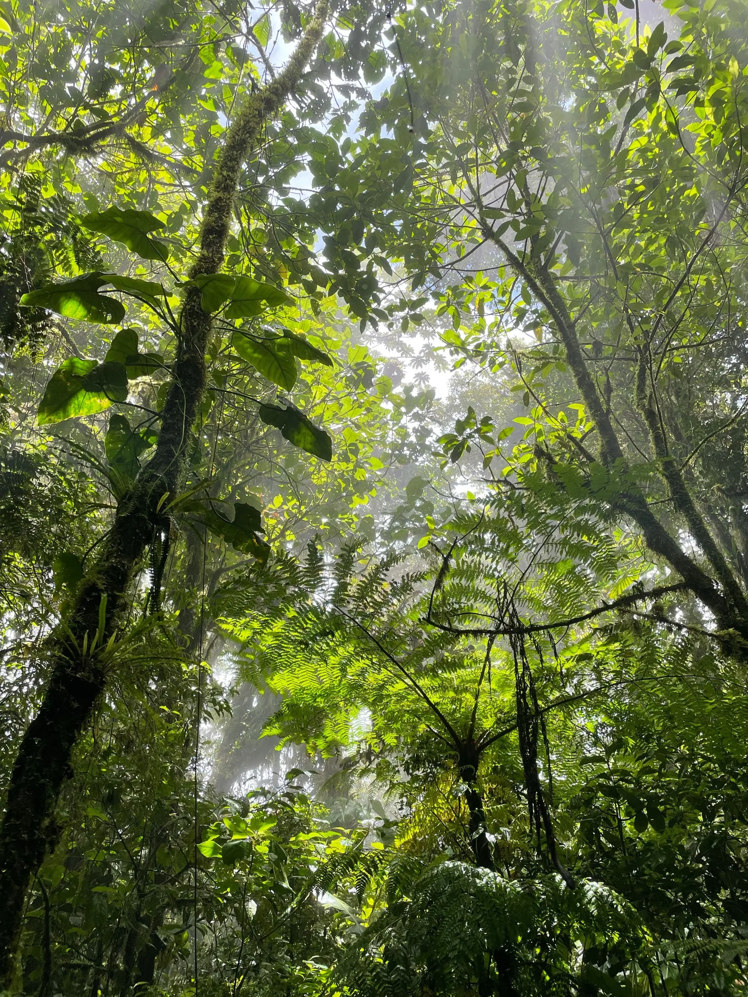 Looking up into the canopy and the tree ferns