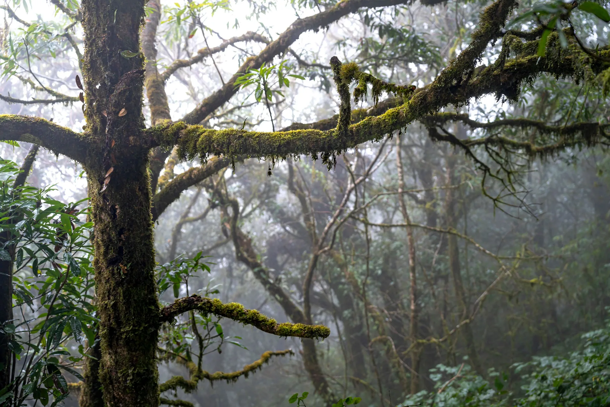 Branches upholstered in moss in the mist