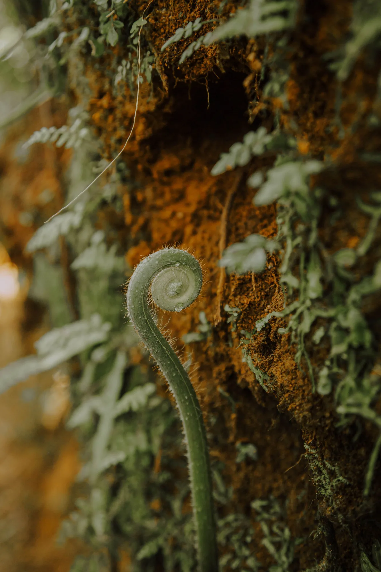 A fern unrolling on a mossy trunk