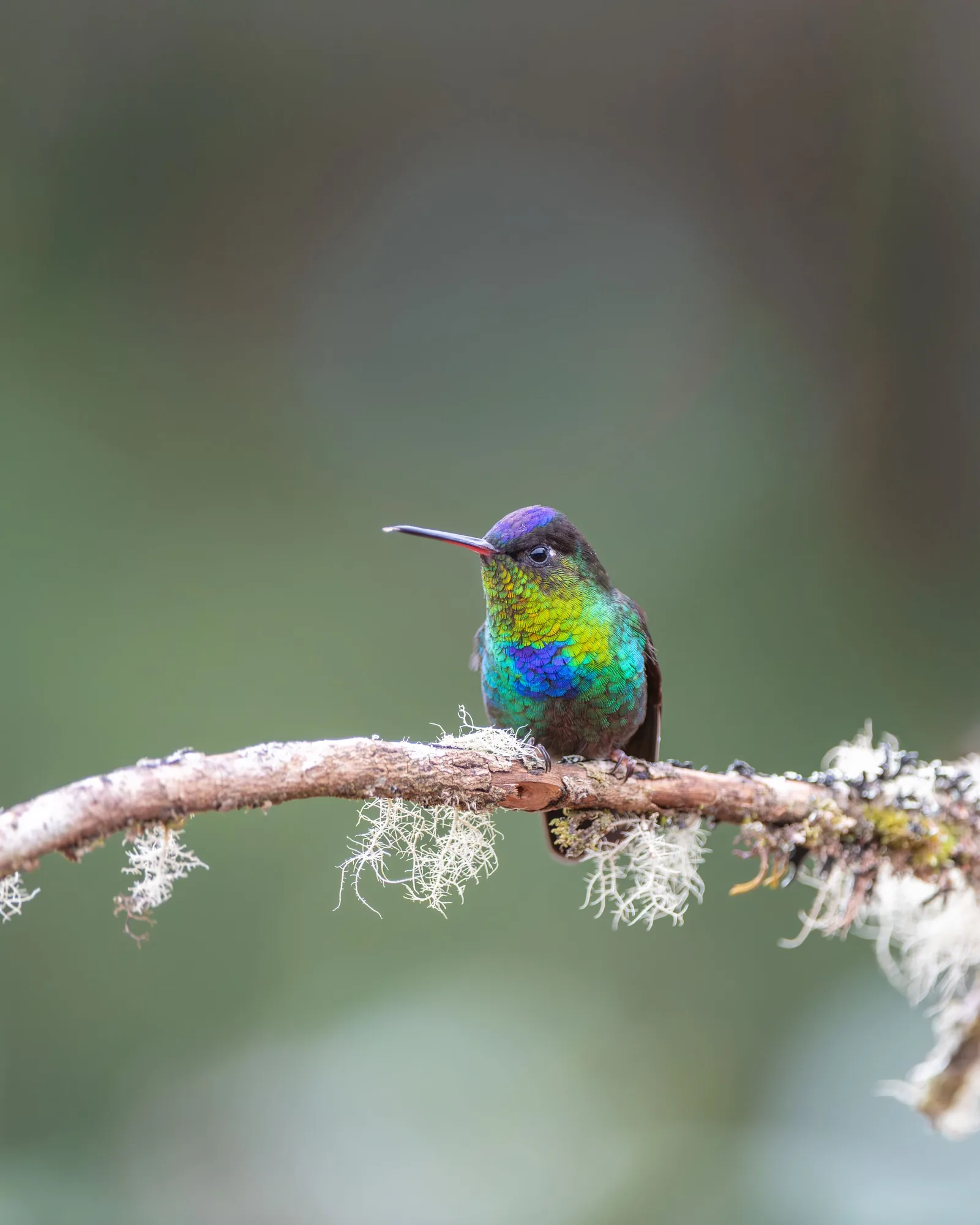 Hummingbird perched on a lichen-covered branch