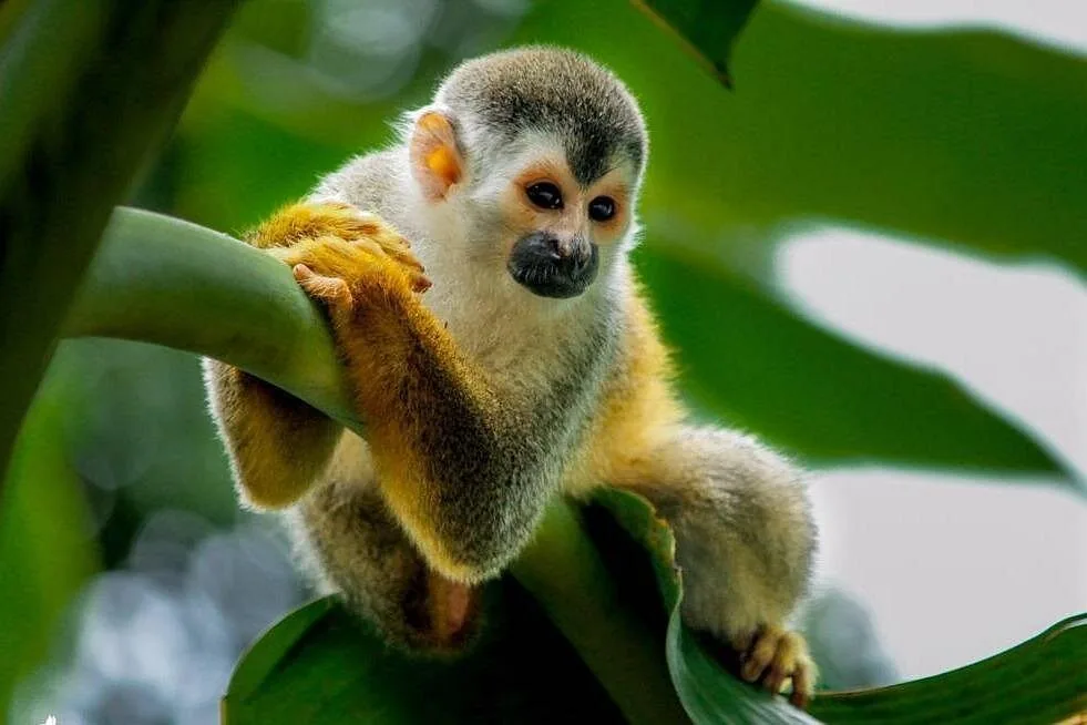 Squirrel monkey