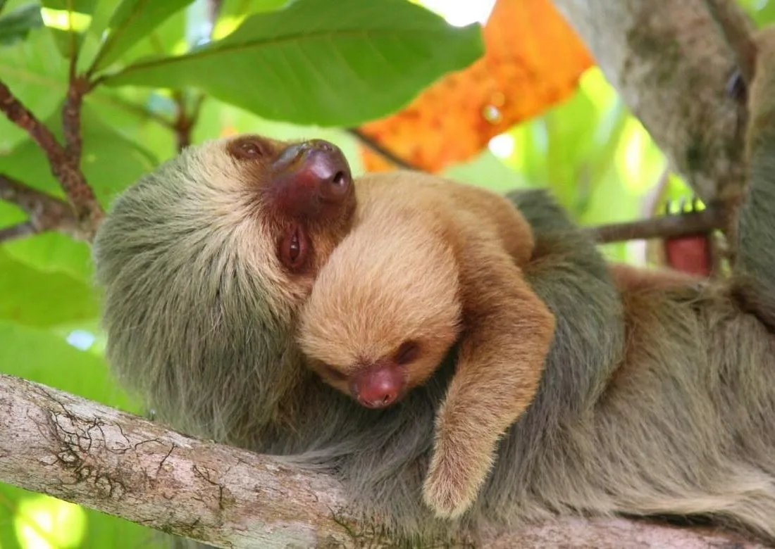 A two-toed sloth and her baby, minutes from La Fortuna