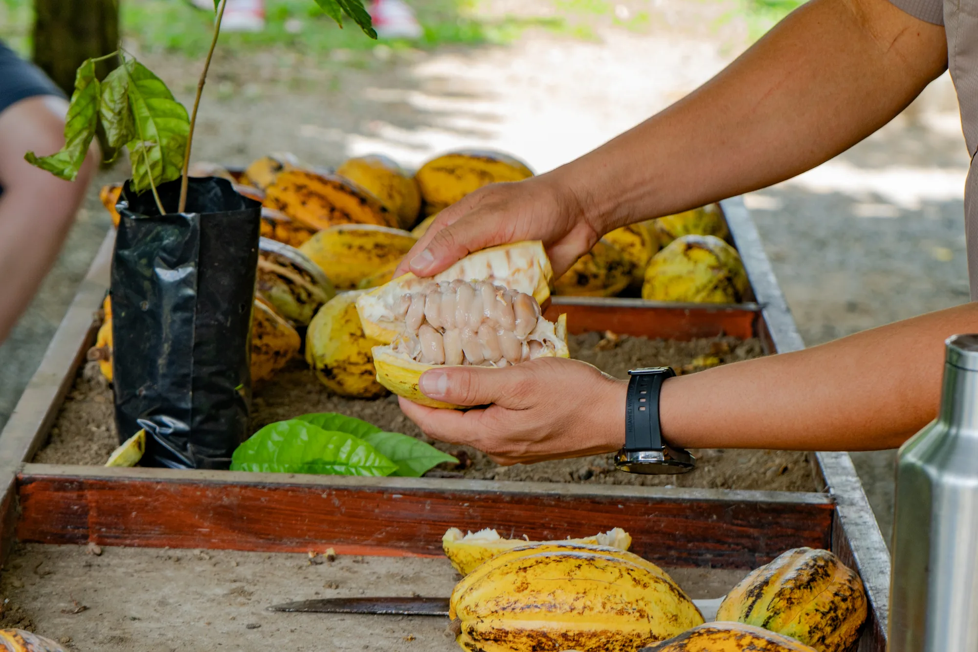 Cacao, straight from the pod