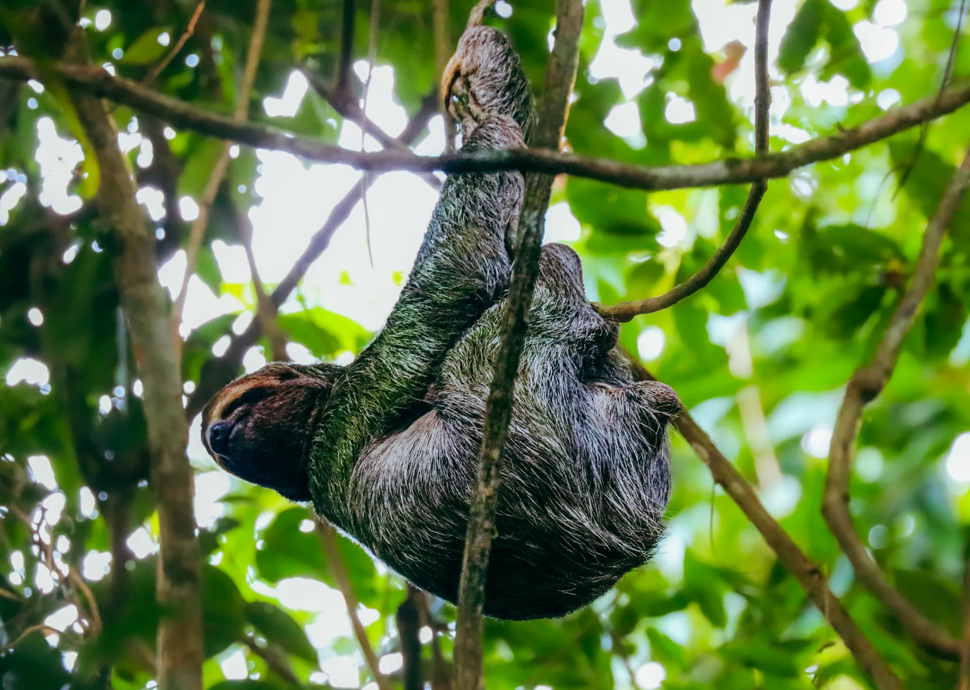 Three-toed sloth hanging from a branch