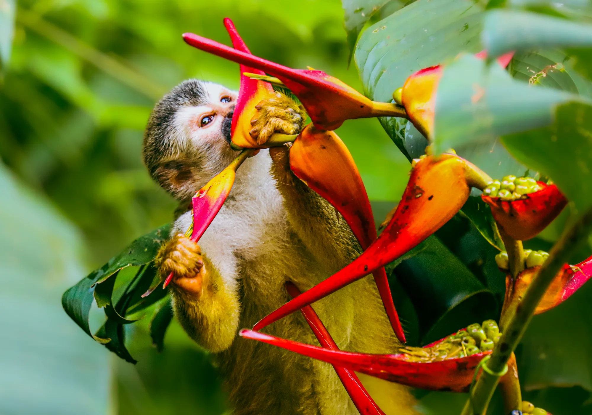 Squirrel monkey feeding on a heliconia