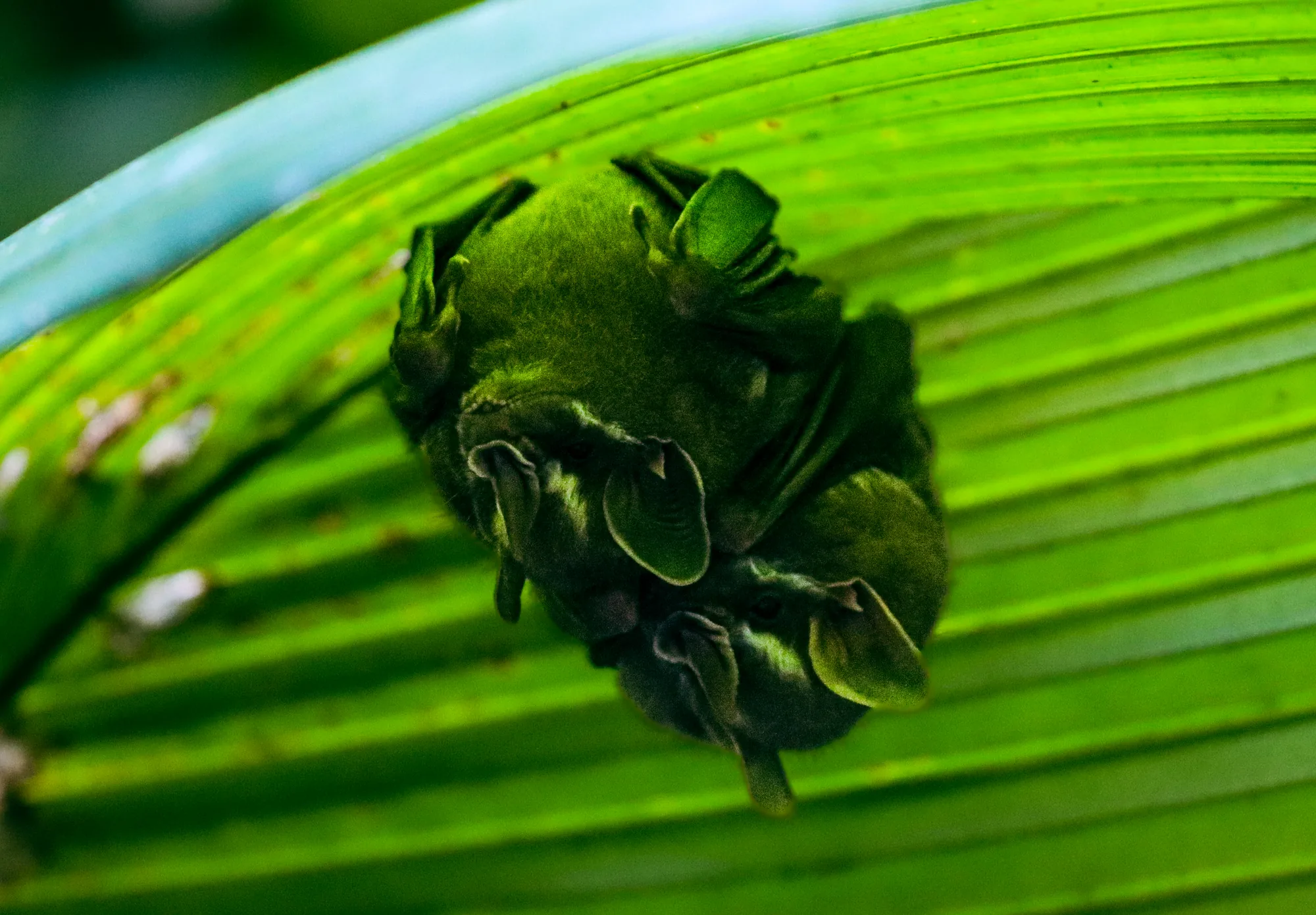 Bats asleep under a leaf