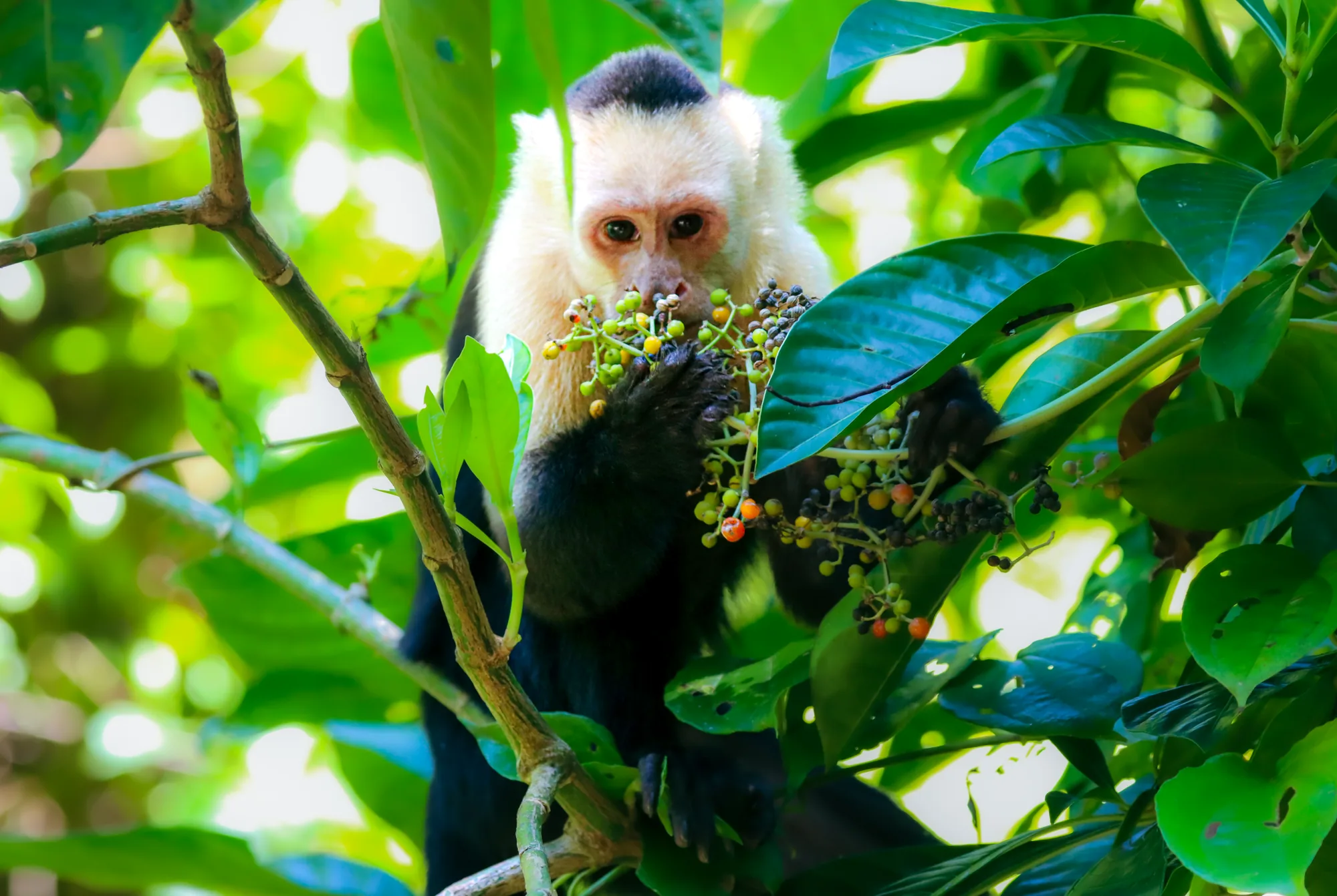 White-faced capuchin eating berries