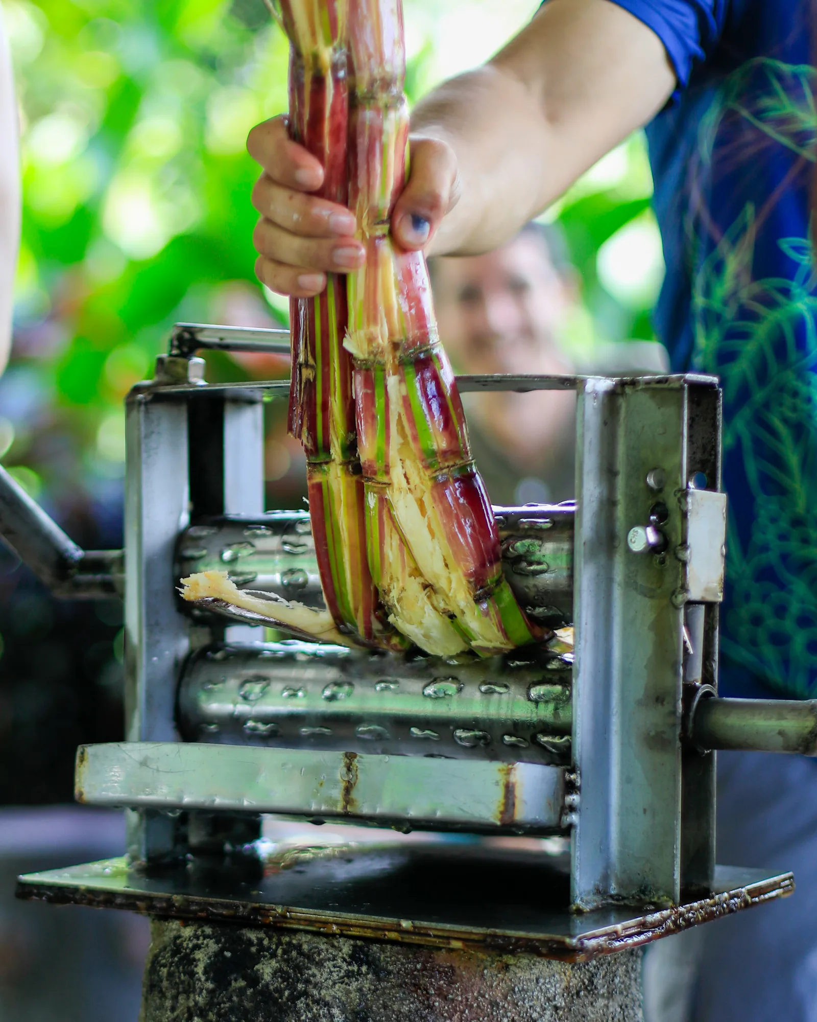 Sugarcane pressed by hand