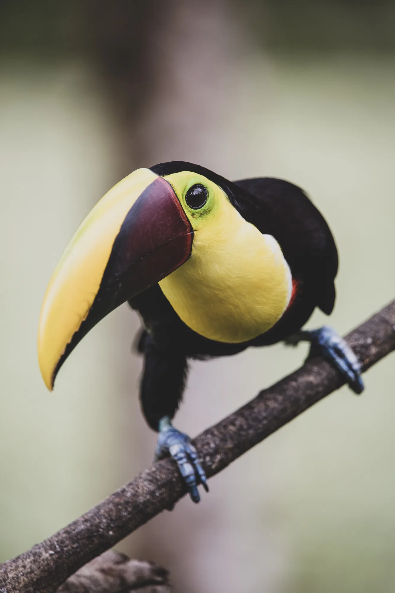 Chestnut-mandibled toucan