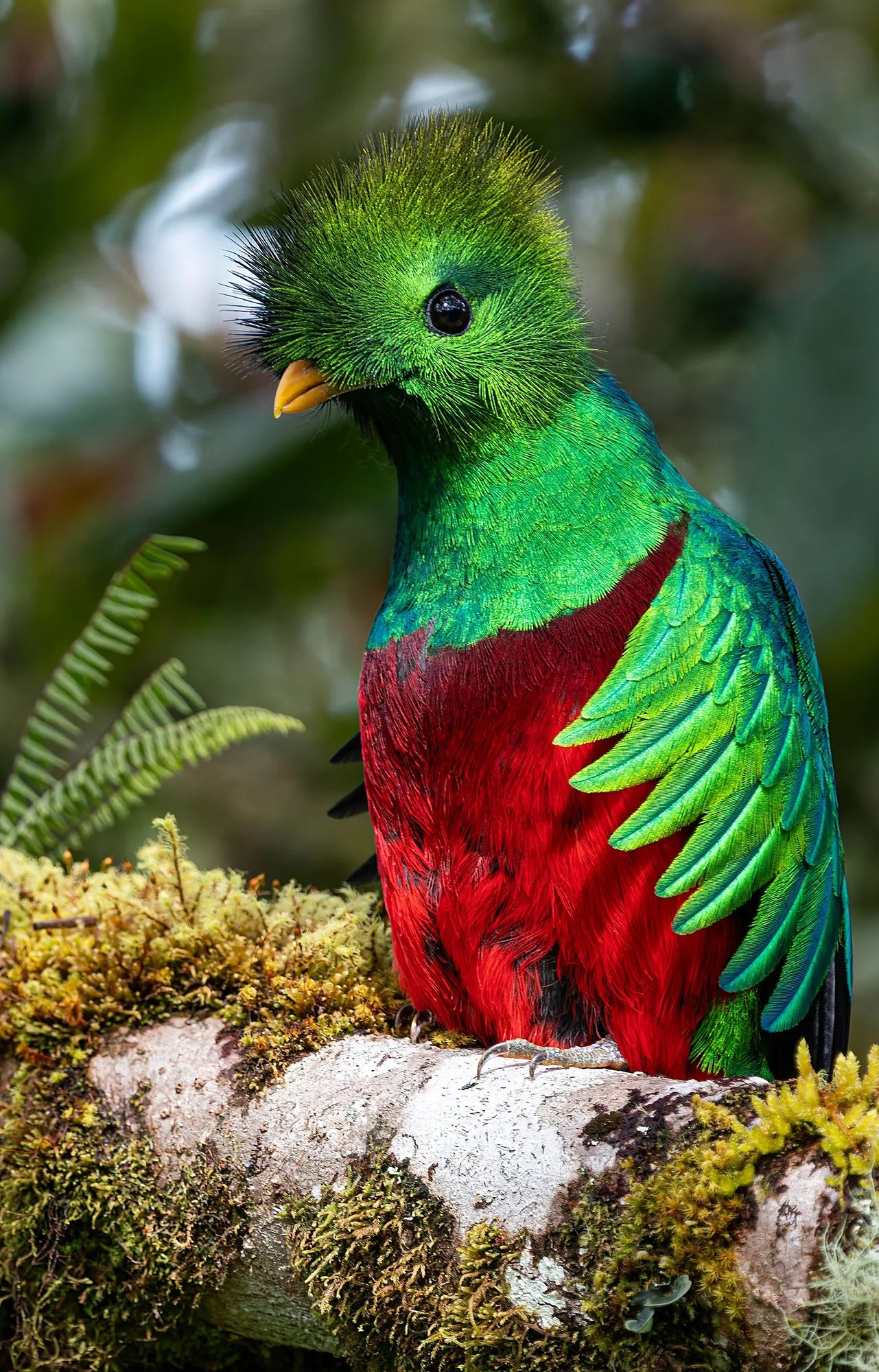 A quetzal holds still just long enough