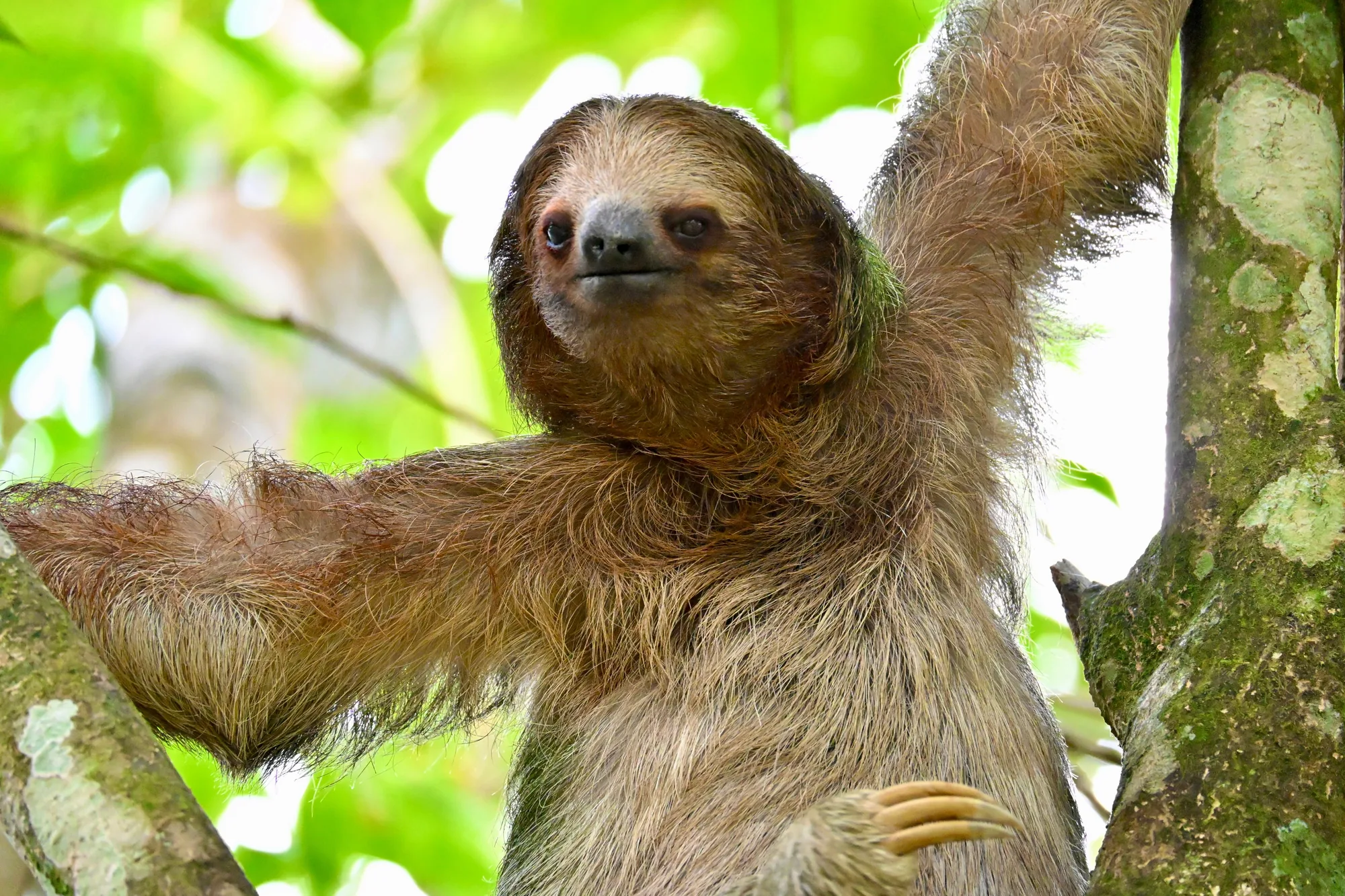 Three-toed sloth, Arenal rainforest