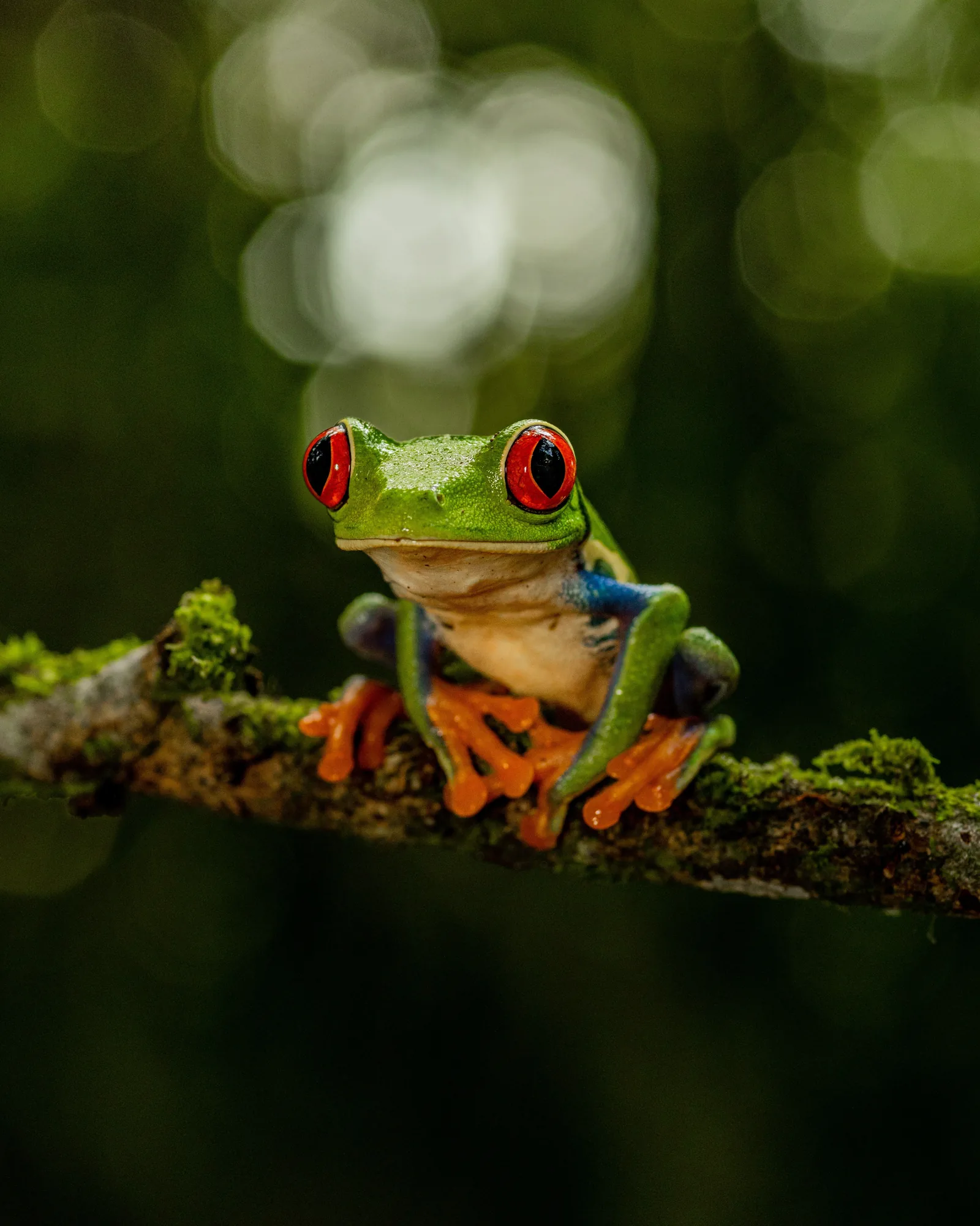 Red-eyed tree frog
