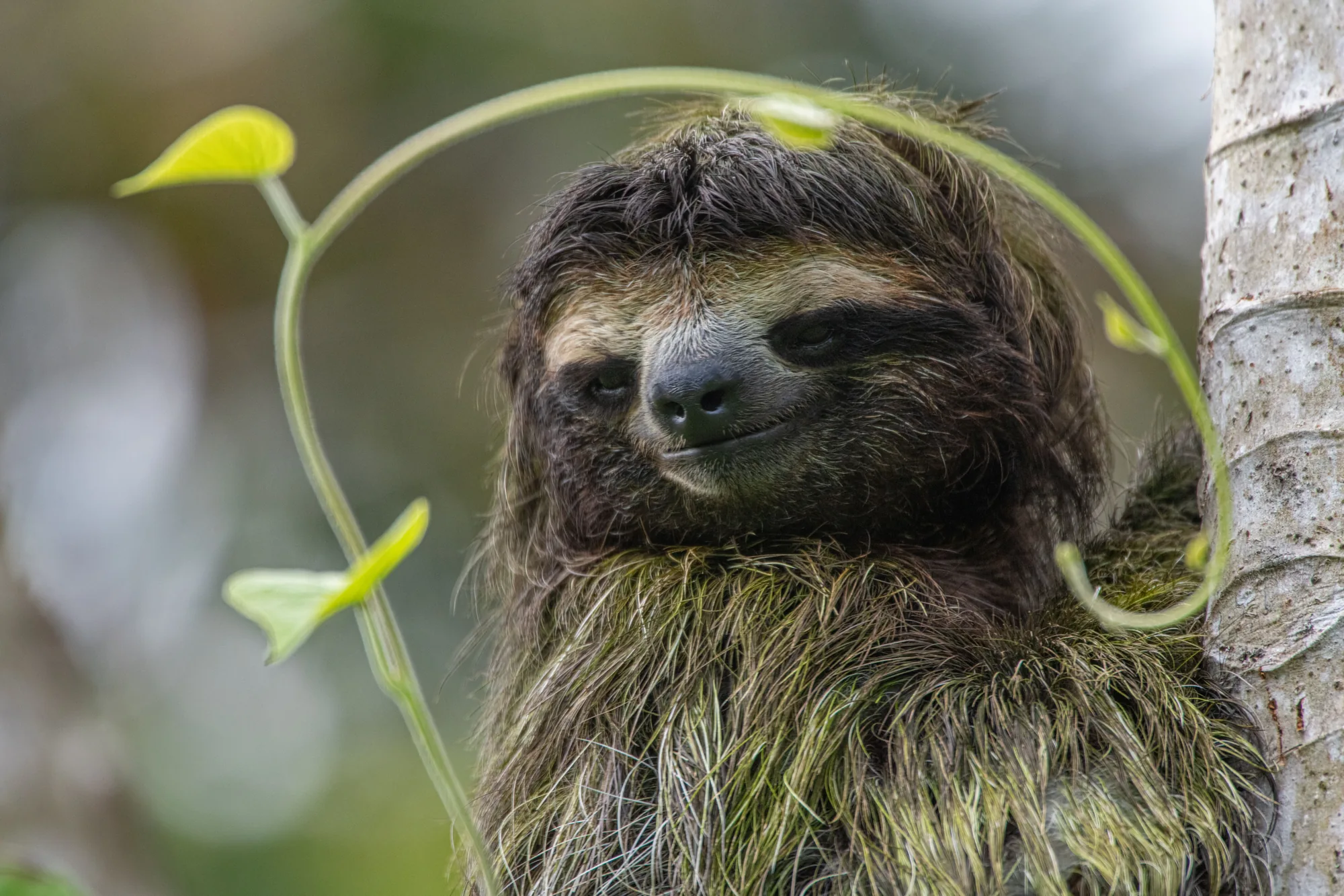 The sloth that made the whole trip worth it