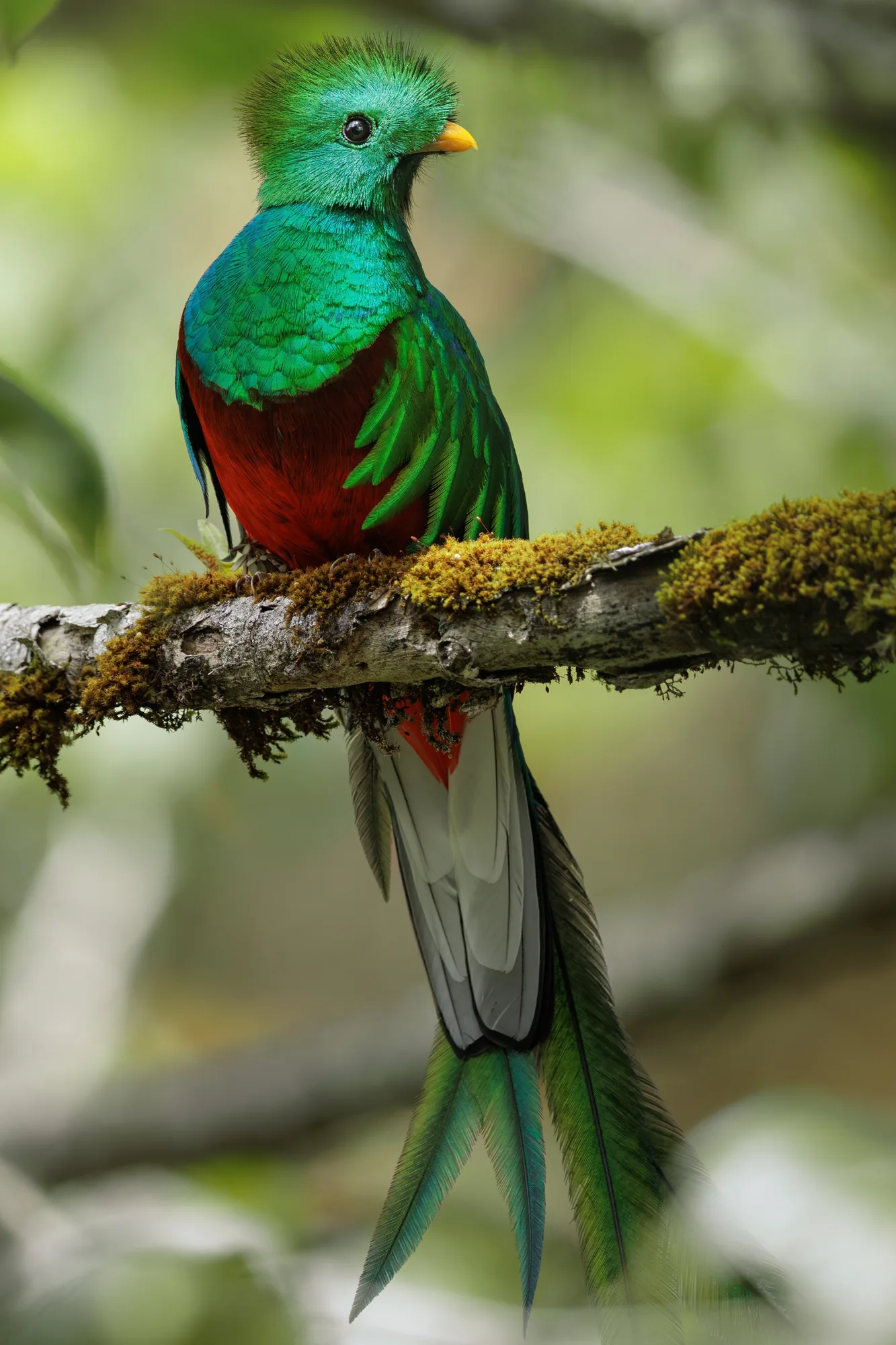Resplendent quetzal on a mossy branch