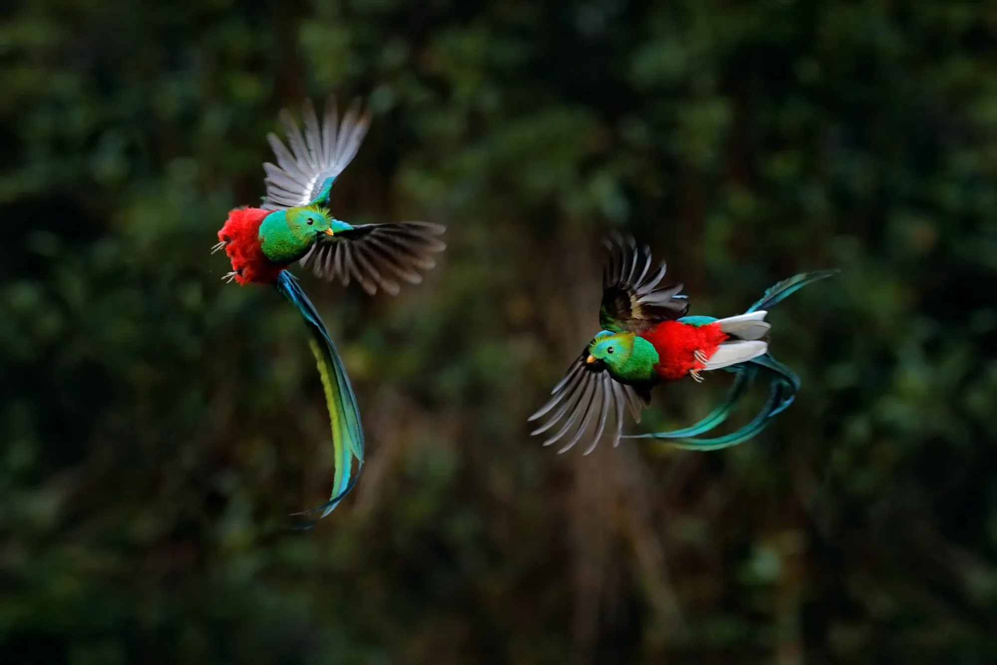 Resplendent quetzals in the Monteverde cloud forest