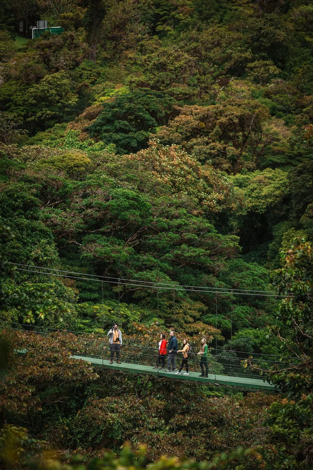 The forest from the bridge