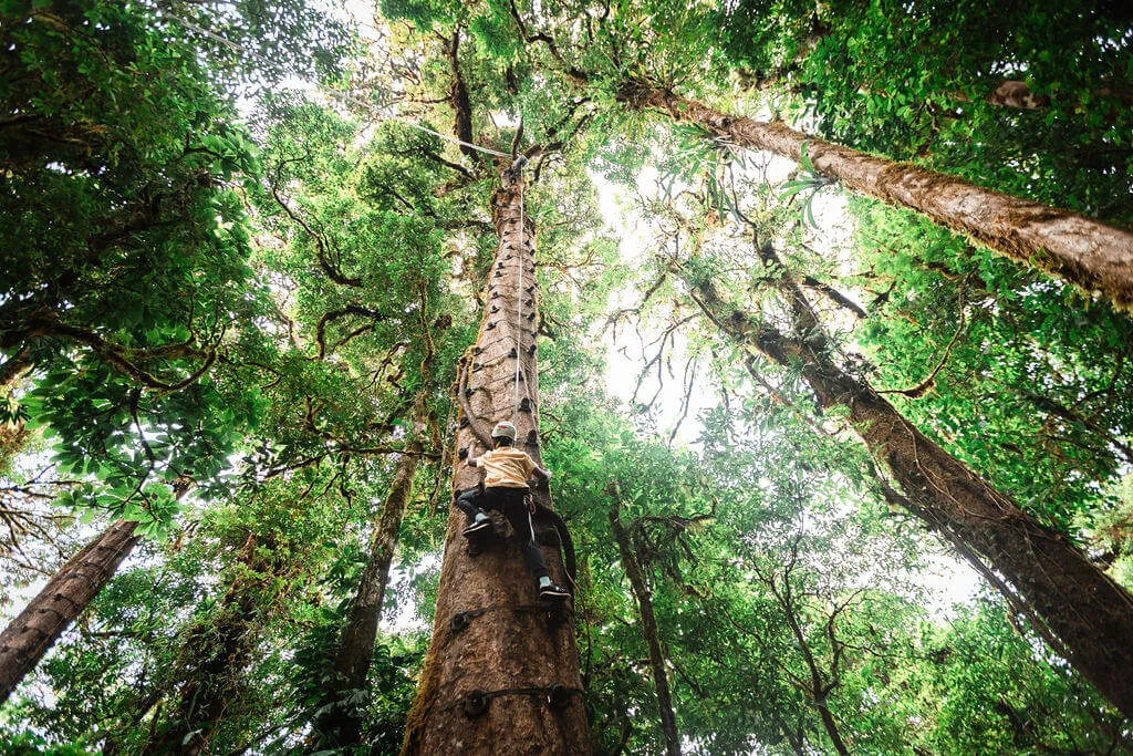 Up the tree to the next platform